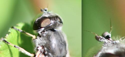 Eristalis arbustorum